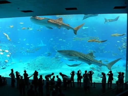 Georgia Aquarium 03