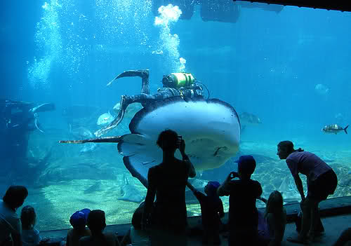 Georgia Aquarium 04