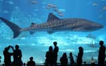 Georgia Aquarium - world largest aquarium