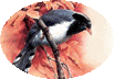 Birds in art