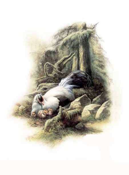 Birds in art 03