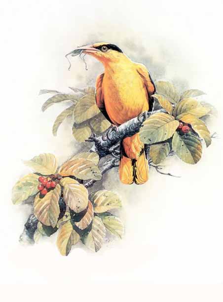 Birds in art 05