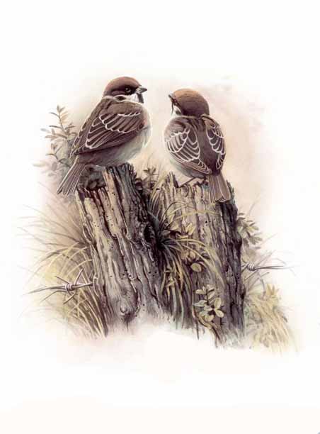 Birds in art 07