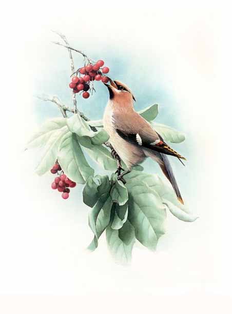 Birds in art 08