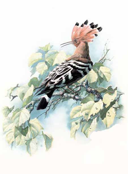 Birds in art 09