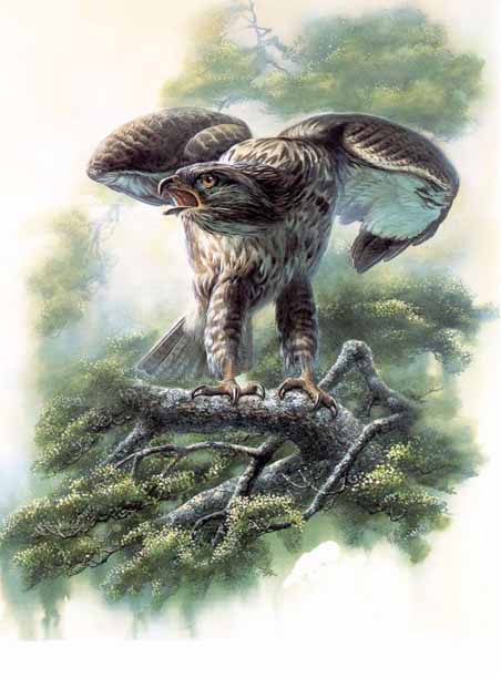 Birds in art 10