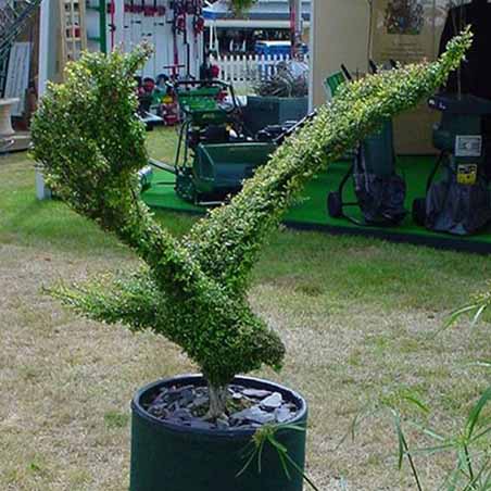 Topiary - Large Eagle