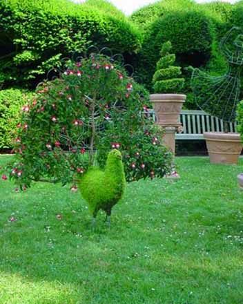 Topiary - Peacock