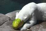 Great Photos - Summer Snack For A Polar Bear