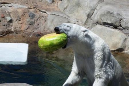 Summer Snack For A Polar Bear 01