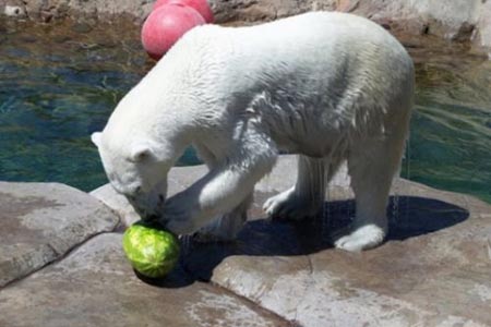 Summer Snack For A Polar Bear 02