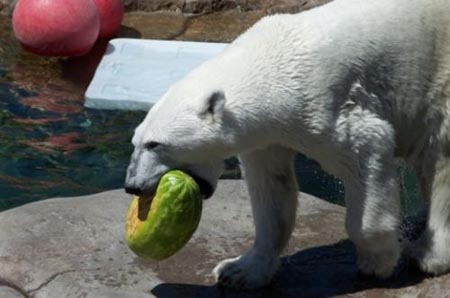 Summer Snack For A Polar Bear 03