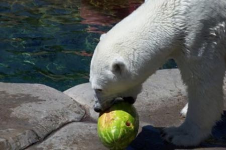 Summer Snack For A Polar Bear 04