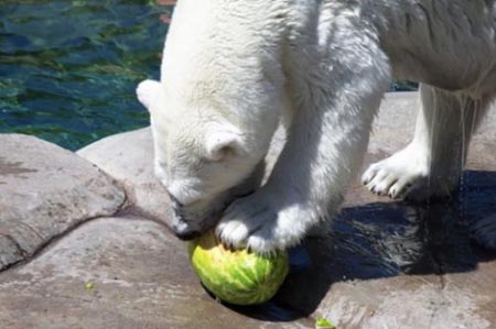 Summer Snack For A Polar Bear 05