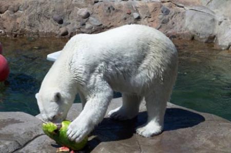 Summer Snack For A Polar Bear 06