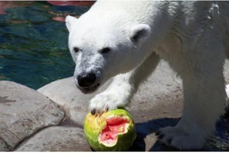 Summer Snack For A Polar Bear 07