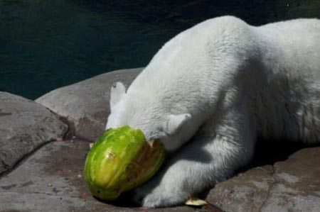 Summer Snack For A Polar Bear 08