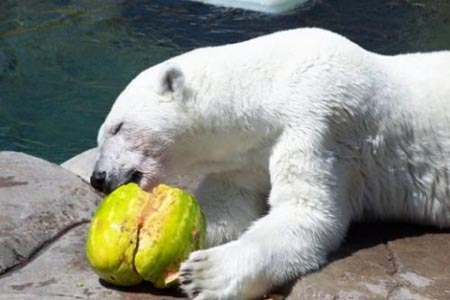 Summer Snack For A Polar Bear 09
