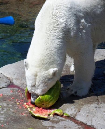 Summer Snack For A Polar Bear 10