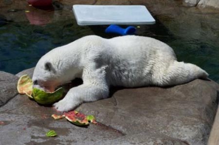 Summer Snack For A Polar Bear 11