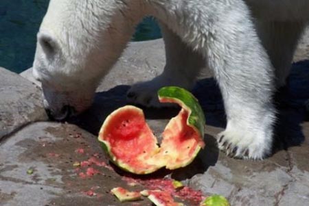 Summer Snack For A Polar Bear 12