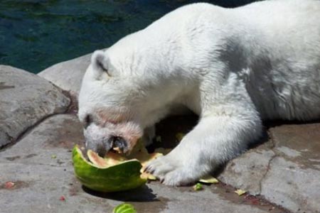 Summer Snack For A Polar Bear 13