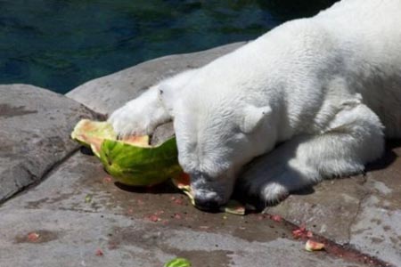 Summer Snack For A Polar Bear 14