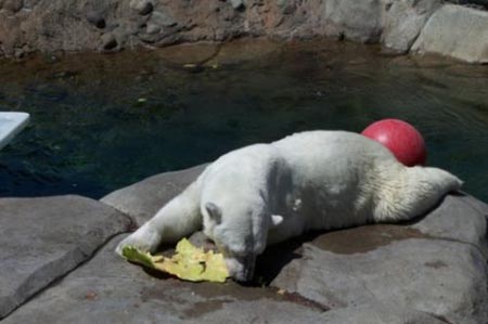 Summer Snack For A Polar Bear 15