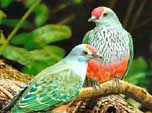 Breathtaking original colors of birds