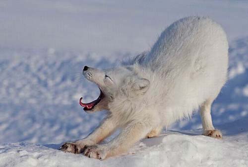 laziness mood of animal 02