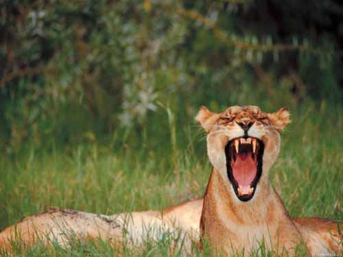 laziness mood of animal 09
