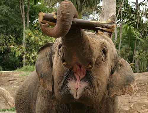 laziness mood of animal 10