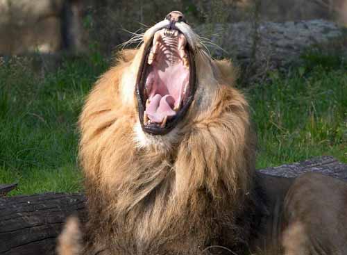 laziness mood of animal 11