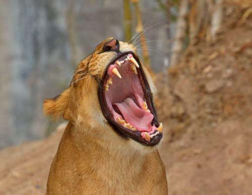 laziness mood of animal 12