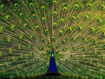 Beauty of Peacock