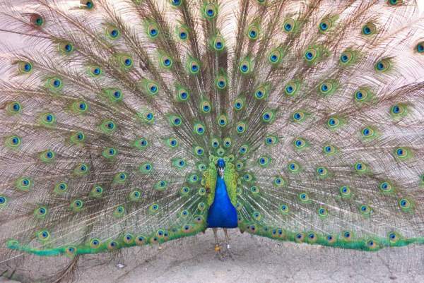 Beauty of Peacock 01