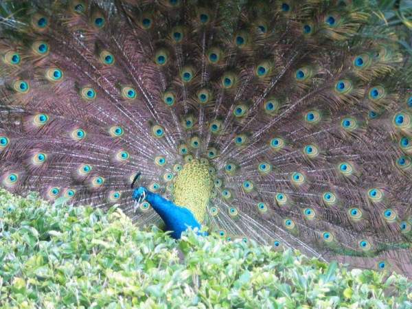 Beauty of Peacock 02