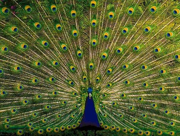 Beauty of Peacock 03