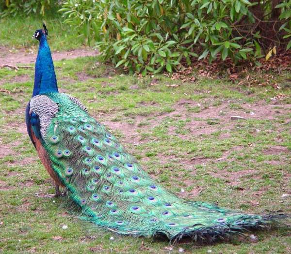 Beauty of Peacock 04