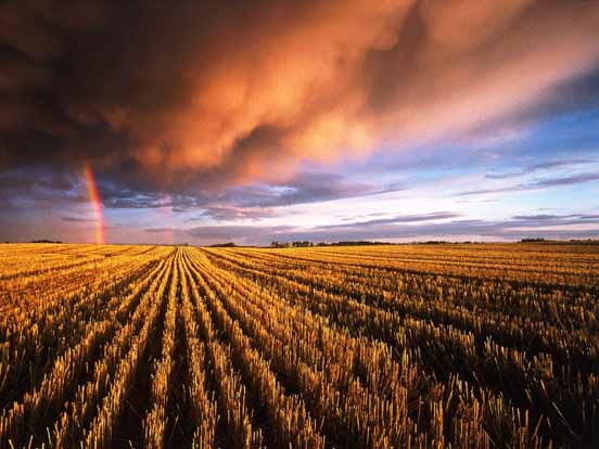 Rainbow 10