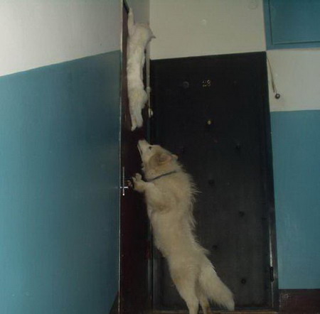 Dog catching the cat