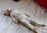 Hilarious pictures of sleeping cats