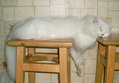 Sleeping Cat 01
