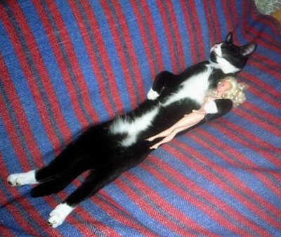 Sleeping Cat 02