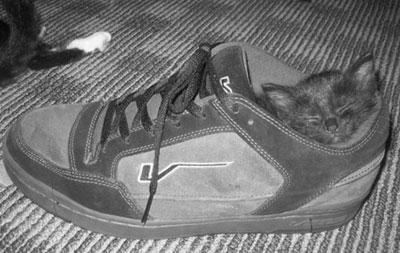 Sleeping Cat 03