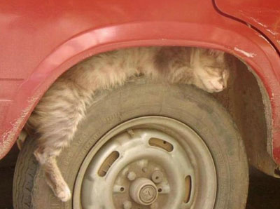 Sleeping Cat 04