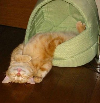 Sleeping Cat 07