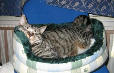Sleeping Cat 08