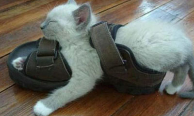 Sleeping Cat 09