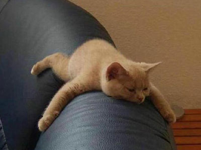 Sleeping Cat 10